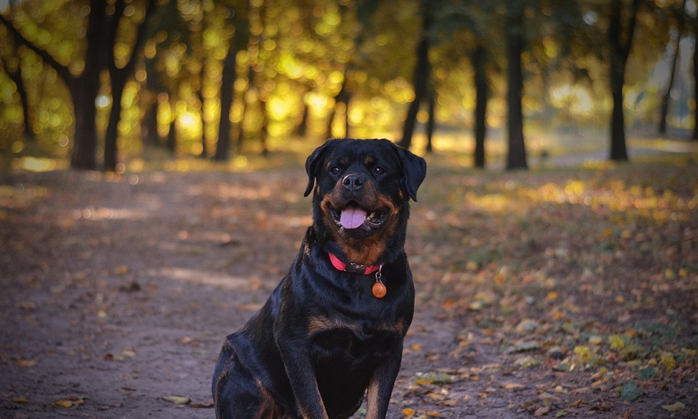 Traditional Rottweiler Names