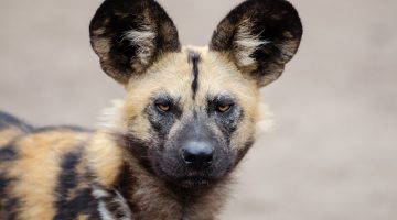 African Dog Names
