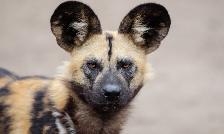 African Dog Names [The Ultimate 200+ List]