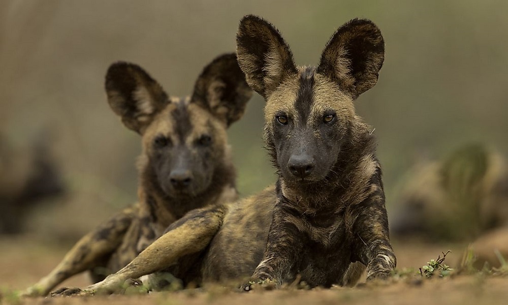 African Dog Names Based on Geography