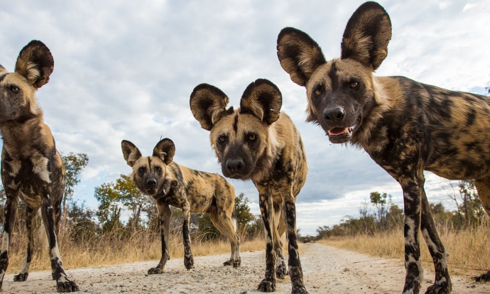African Dog Names Inspired by Indigenous Animals