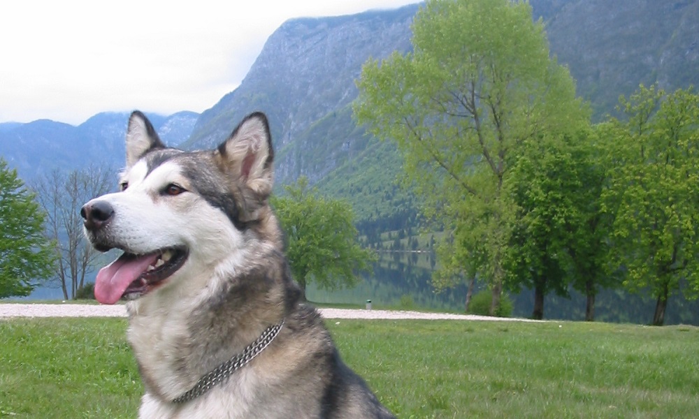 Alaskan Dog Names Inspired by Nature and Weather