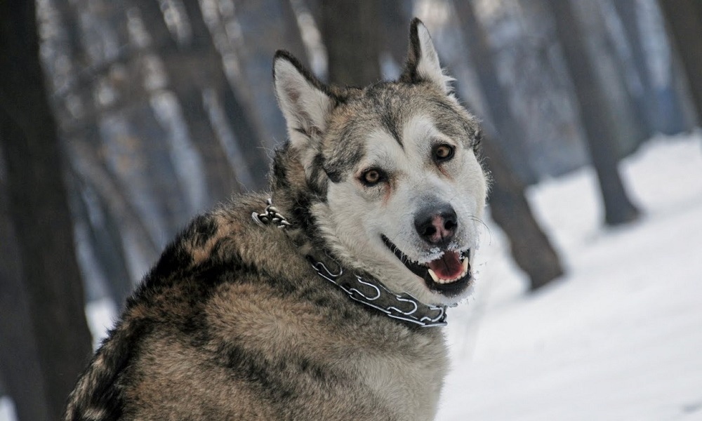 Alaskan Dog Names Inspired by Sayings and Phrases