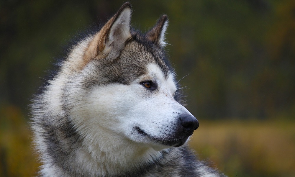 Best Alaskan Dog Names
