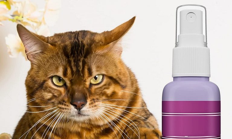 Best Cat Calming Sprays 2024 – Detailed Overview