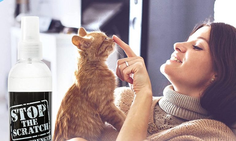 Best No Scratch Spray Cats in 2024: Feline-Friendly Solutions