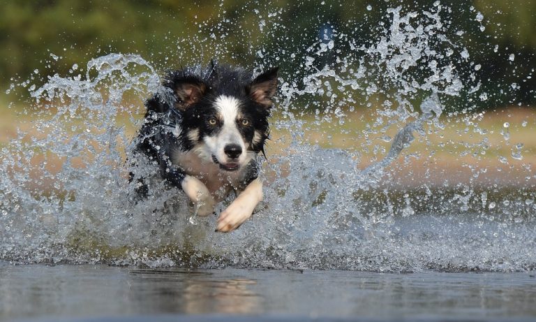 Border Collie Names [400+ Ideas For Your Pup]