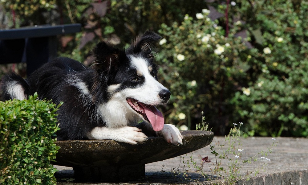 Cool Border Collie Names