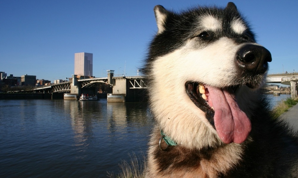 Dog Names Inspired by Locations and Landmarks in Alaska