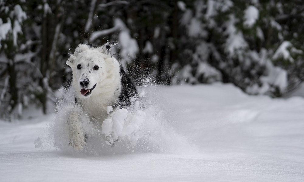 Dog Names Inspired by the Winter Olympic