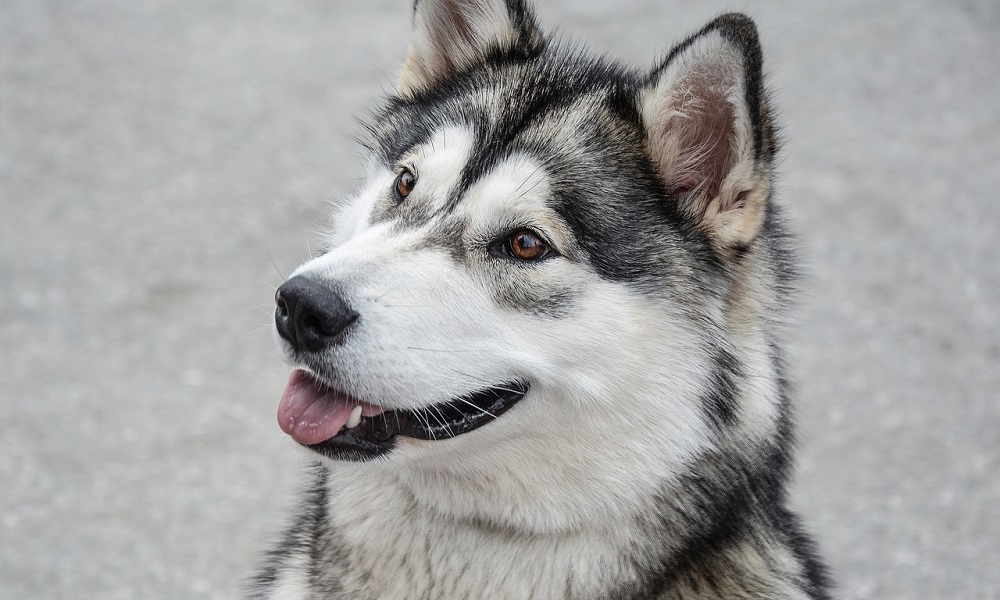 Female Alaskan Dog Names