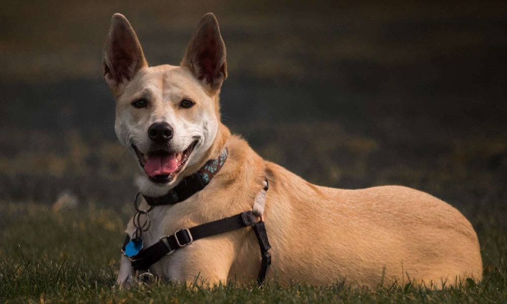 Gender-neutral Greek Dog Names