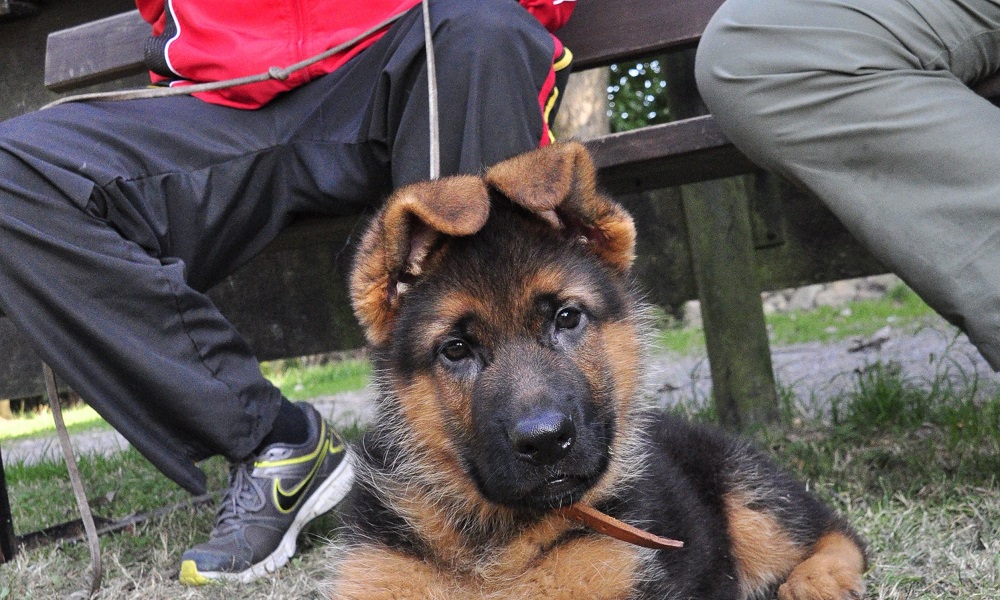 German Shepherd Police Dog Names