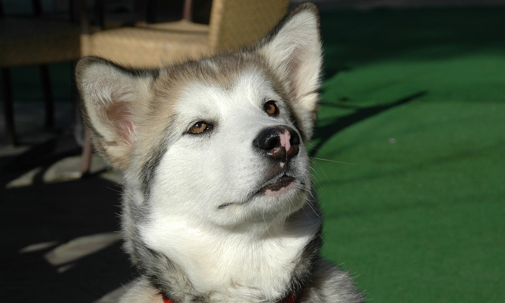 Male Alaskan Dog Names