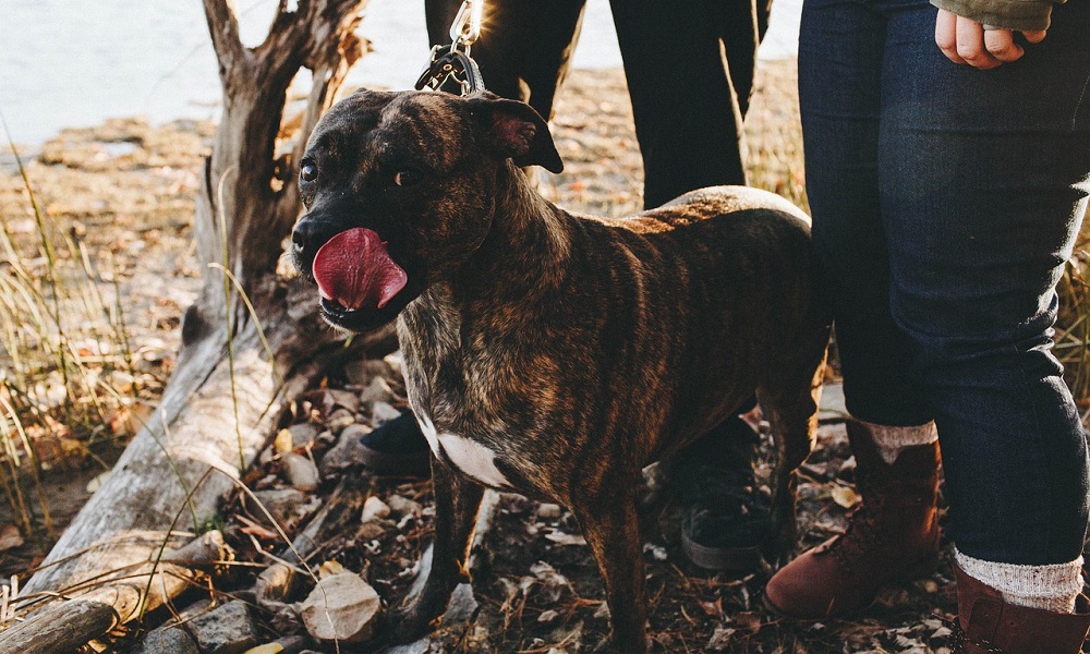 Miscellaneous Police Dog Names