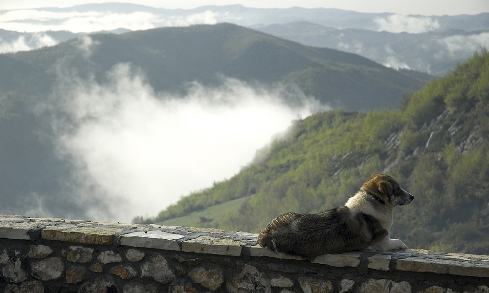 Popular Greek Dog Names