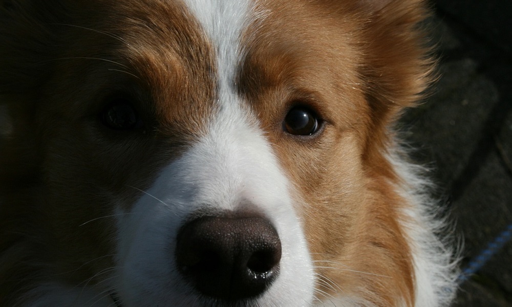 Red Border Collie Names