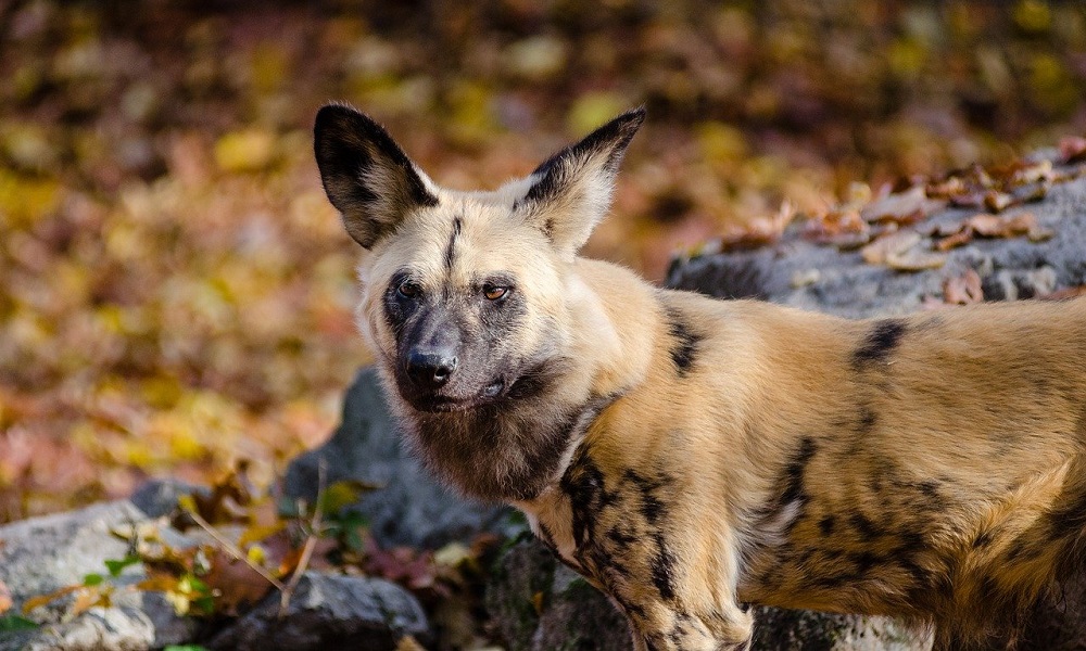 Strong African Dog Names