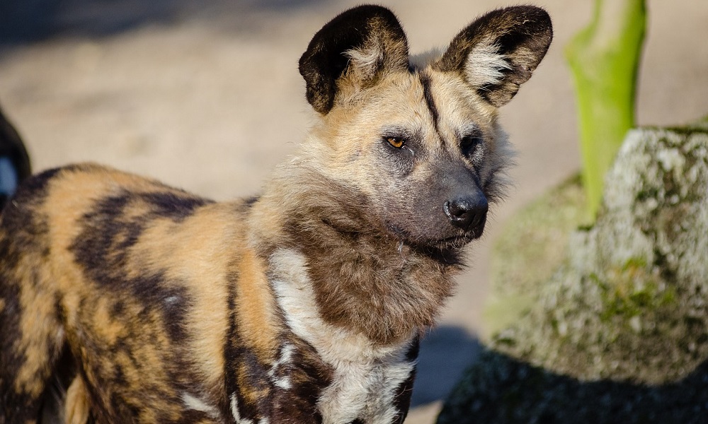 Top African Dog Names