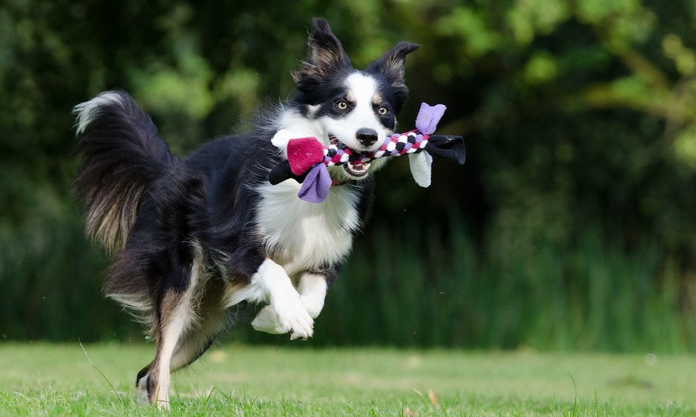 Traditional Border Collie Names