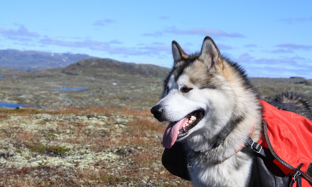Unique Alaskan Dog Names