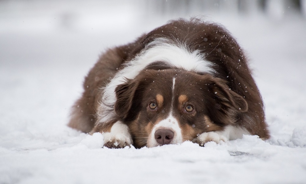 Winter Dog Names Inspired by Cold Weather