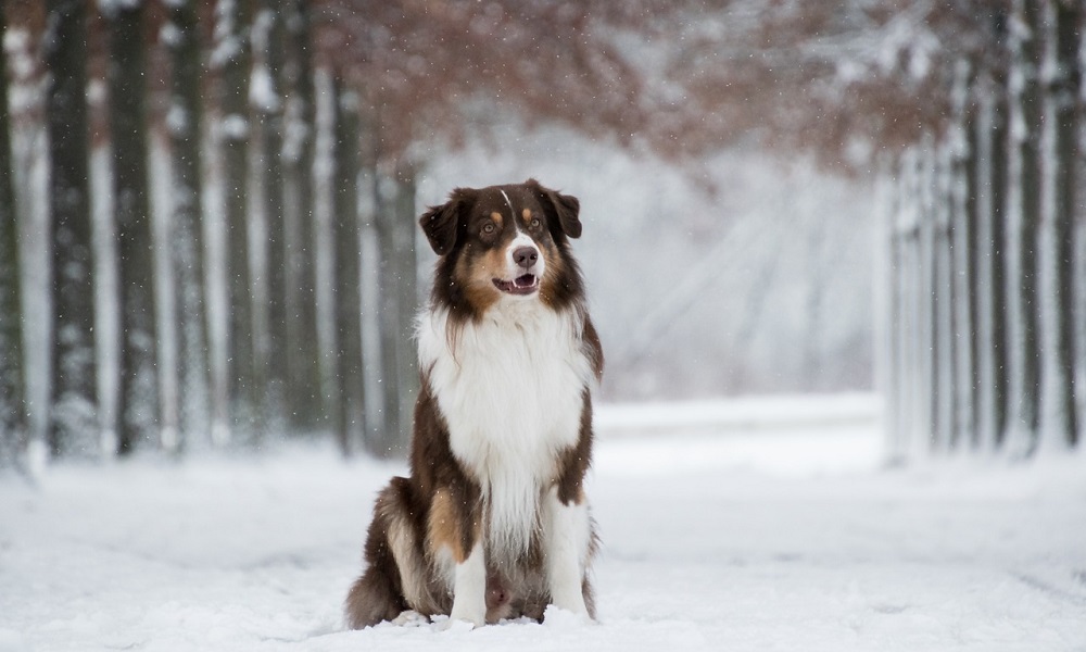 Winter Dog Names Inspired by Snow