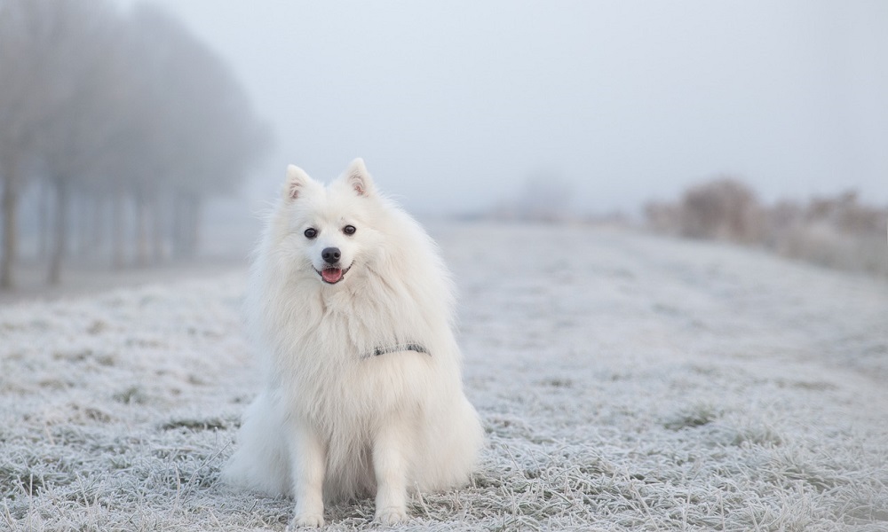 Winter White Dog Names