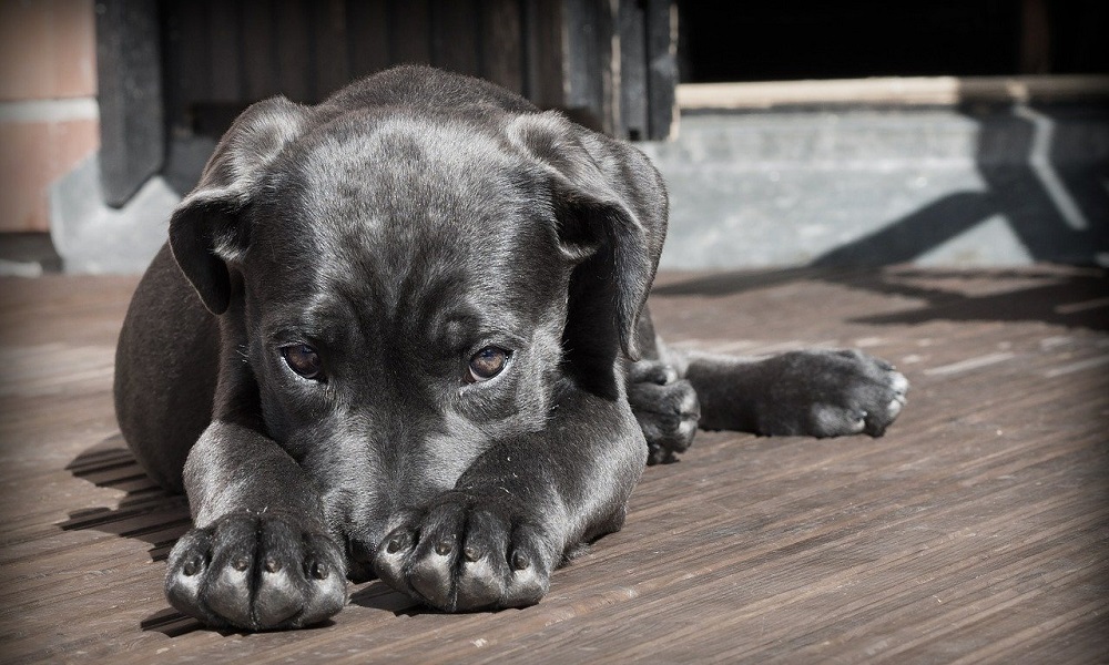 Black Boy Dog Names