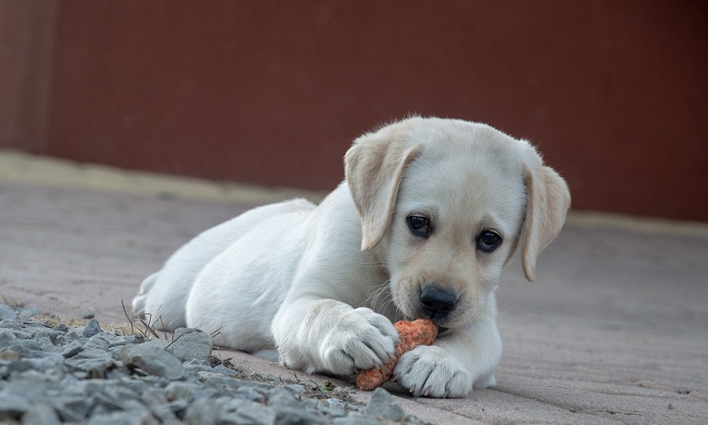 Boy Dog Names Inspired by Food