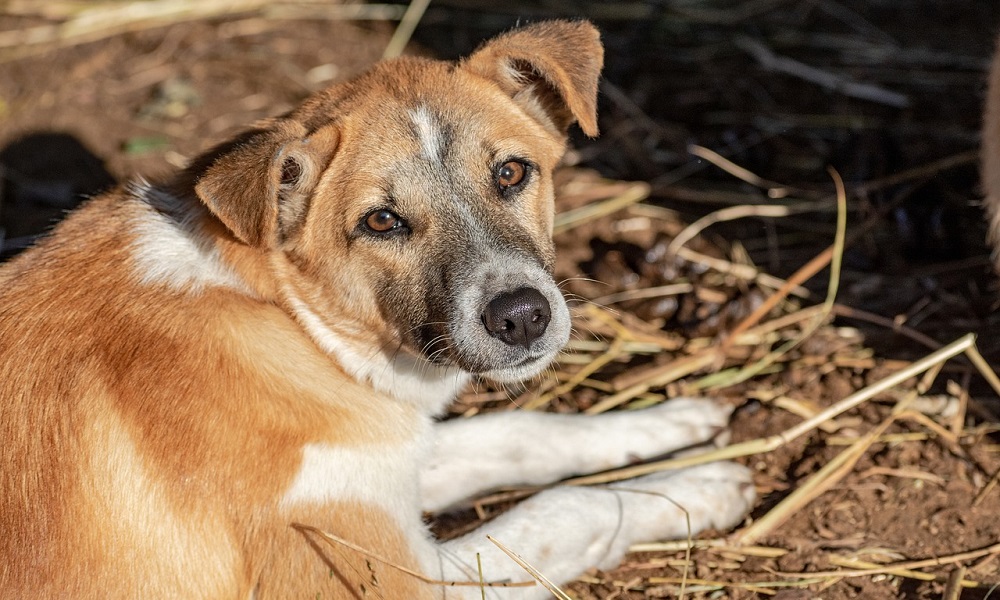 Brown Boy Dog Names