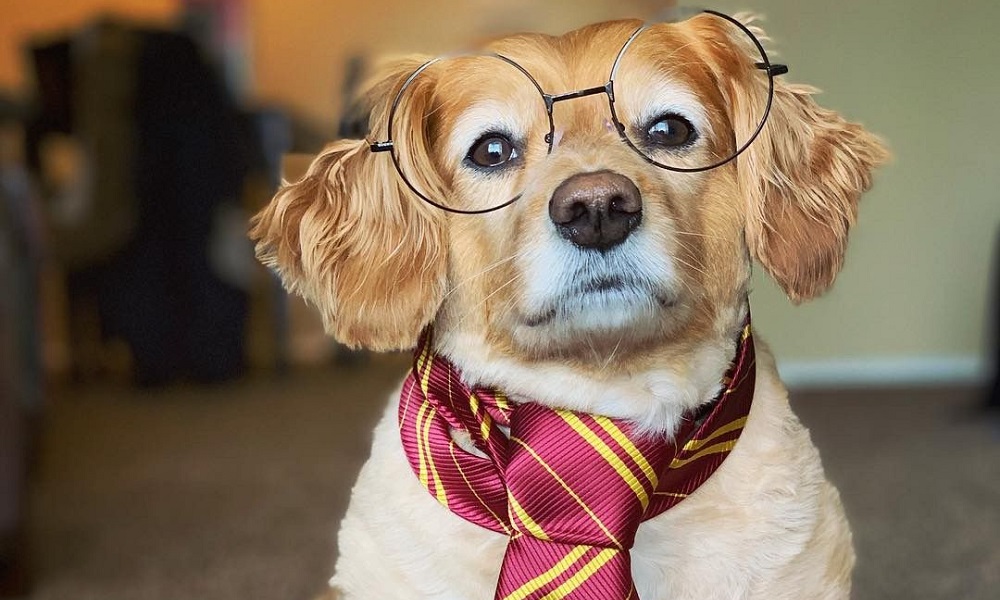 Clever Harry Potter Dog Names