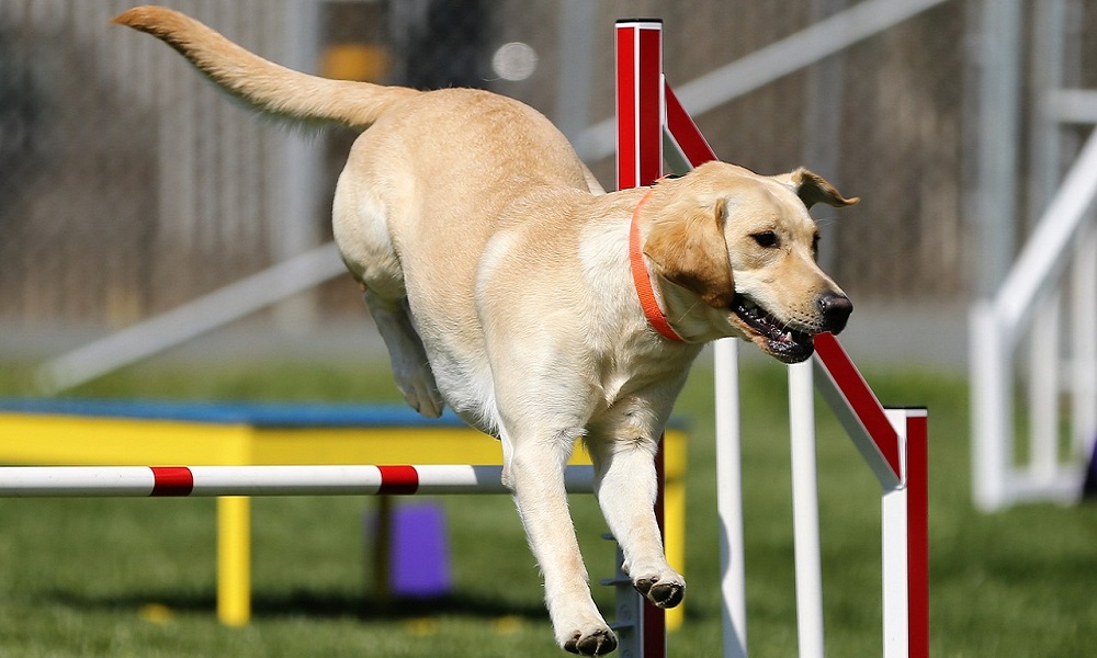 Cool Athlete Dog Names