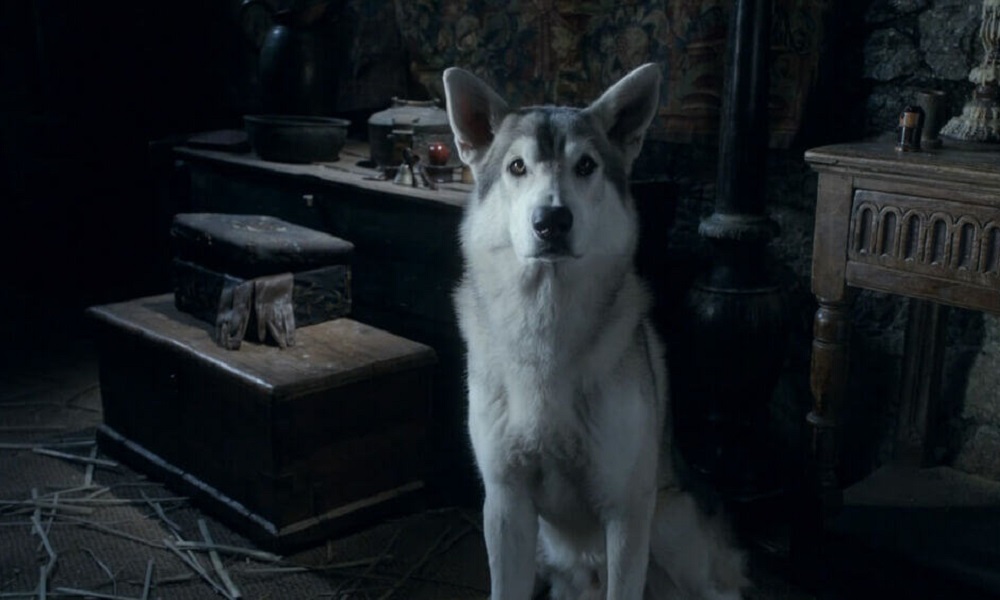 Cool Dog Names Inspired by Game of Thrones