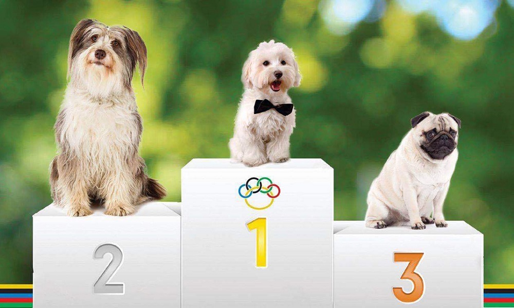 Dog Names Based on Olympics