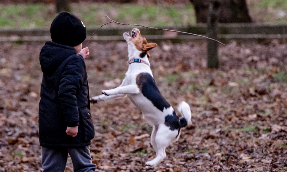 Funny Boy Dog Names