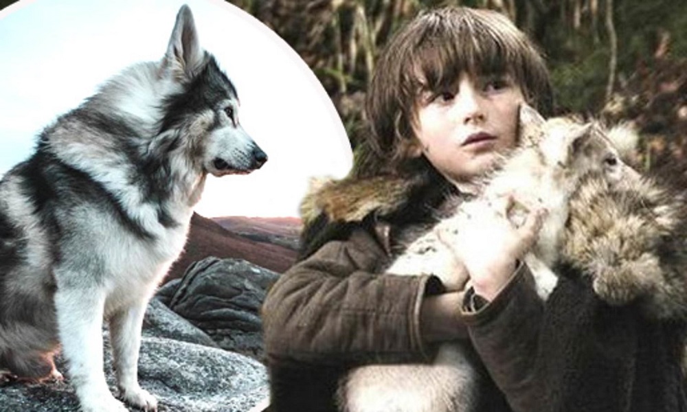 Male Game of Thrones Dog Names
