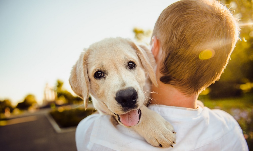 Most Popular Boy Dog Names