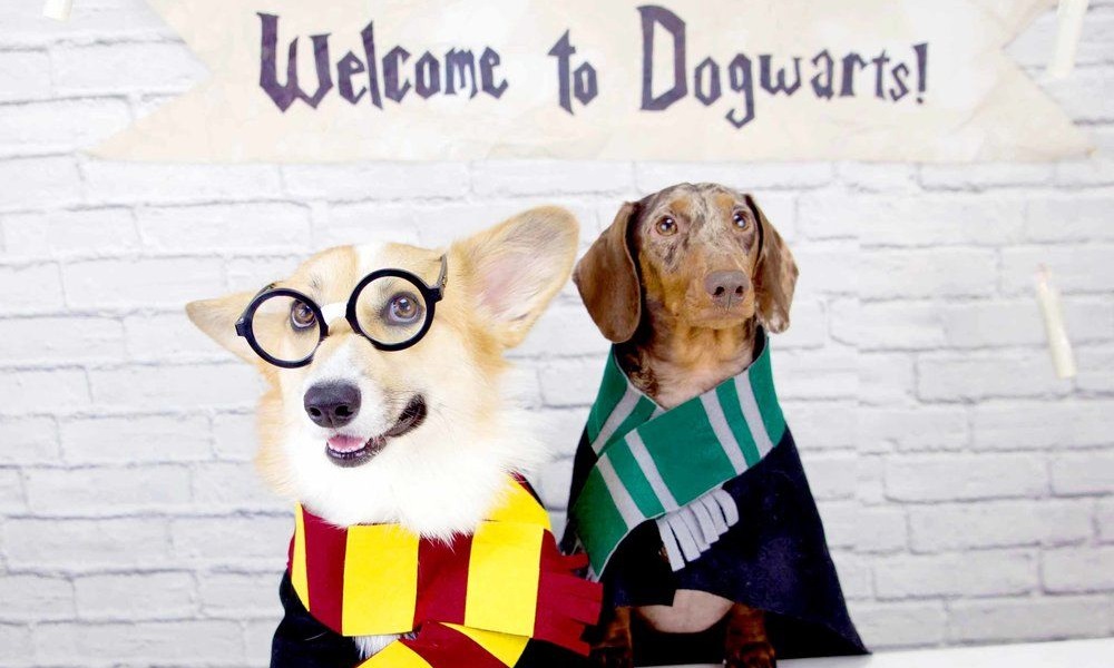Popular Harry Potter Dog Names