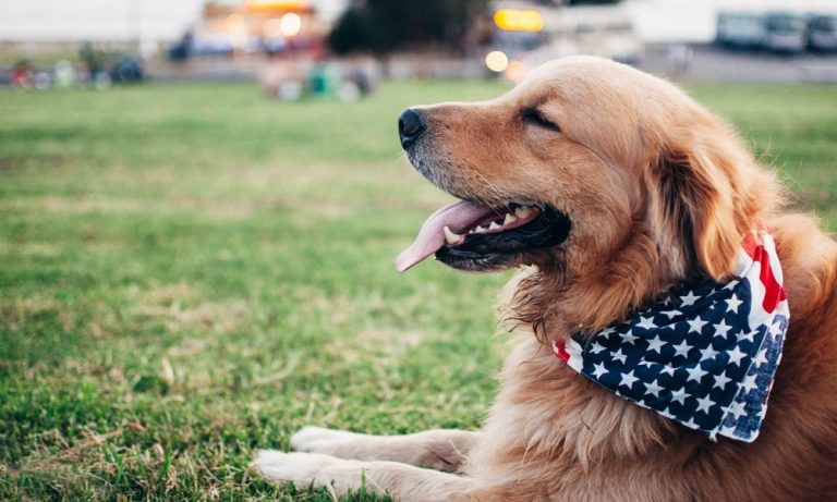 Presidential Dog Names – Complete List of President’s Name