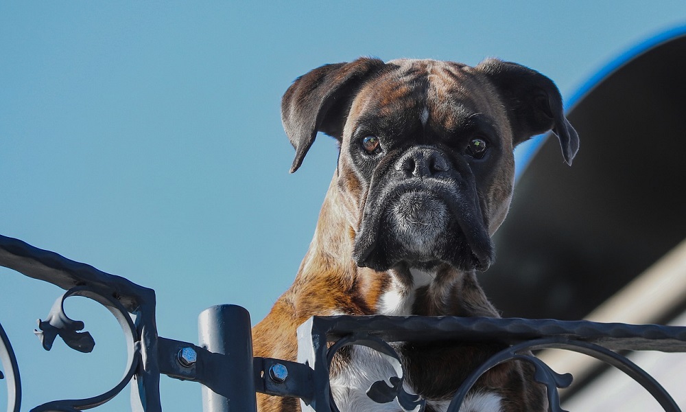Sport Dog Names Inspired by Boxing Fans