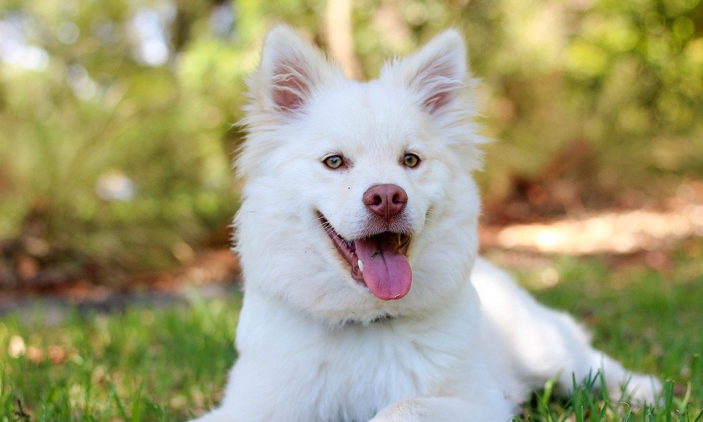 White Boy Dog Names