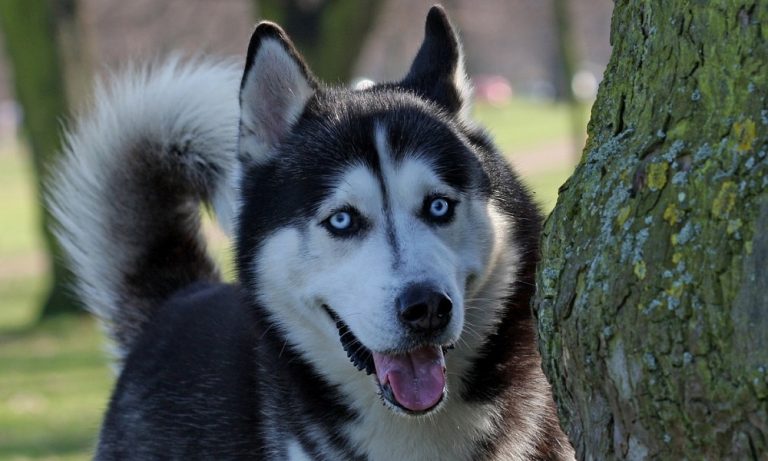 200+ Blue Eyed Dog Names: Finding the Right One