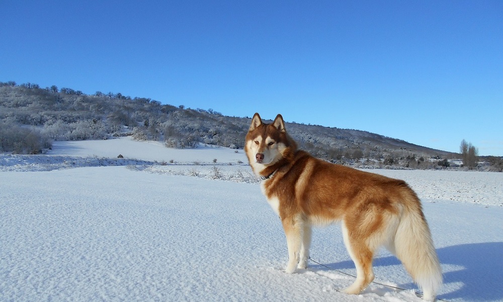 Blue Eyed Dog Names Inspired by Blue Sky