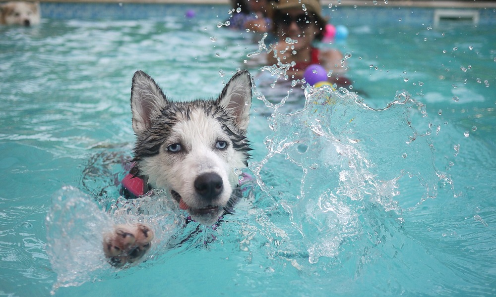 Blue Eyed Dog Names Inspired by Water