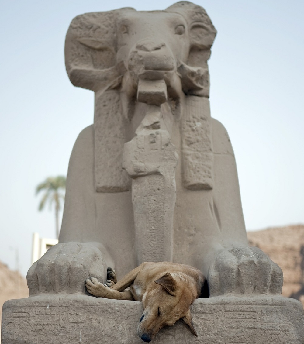 Egyptian Dog Names Based on Locations