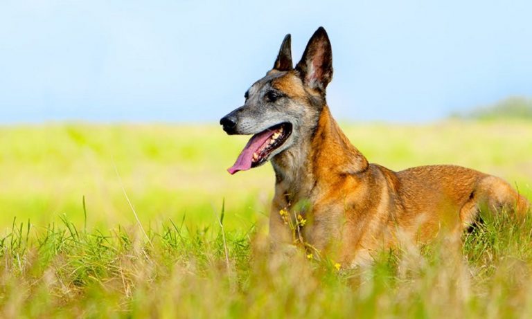 Egyptian Dog Names [100+ Unique, Ancient & Traditional] – Pet Guide Reviews