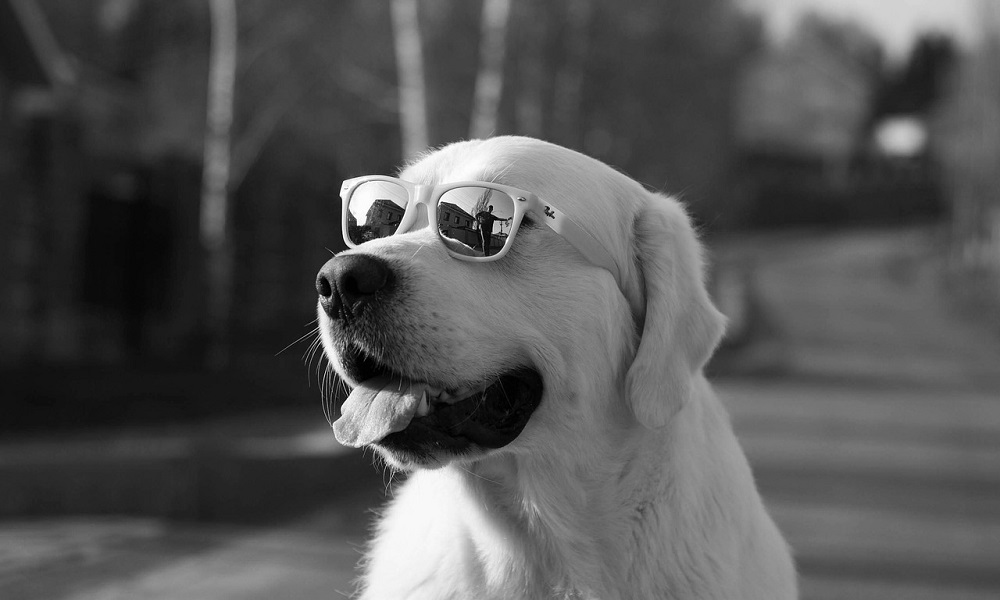 Rapper Dog Names Inspired By Rap Music Pet Guide Reviews