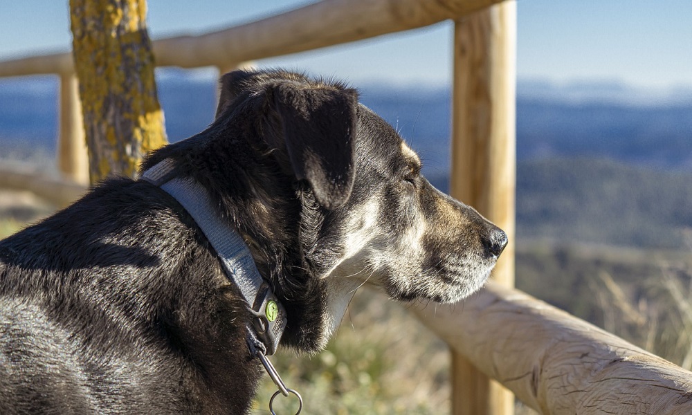 Female Dog Names Based on Places