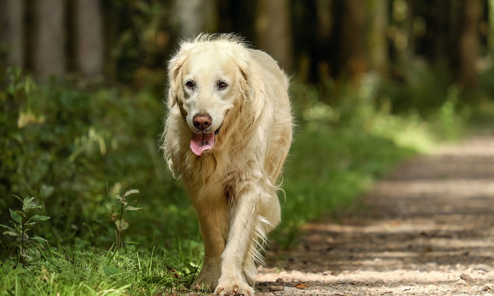 Large Female Dog Names